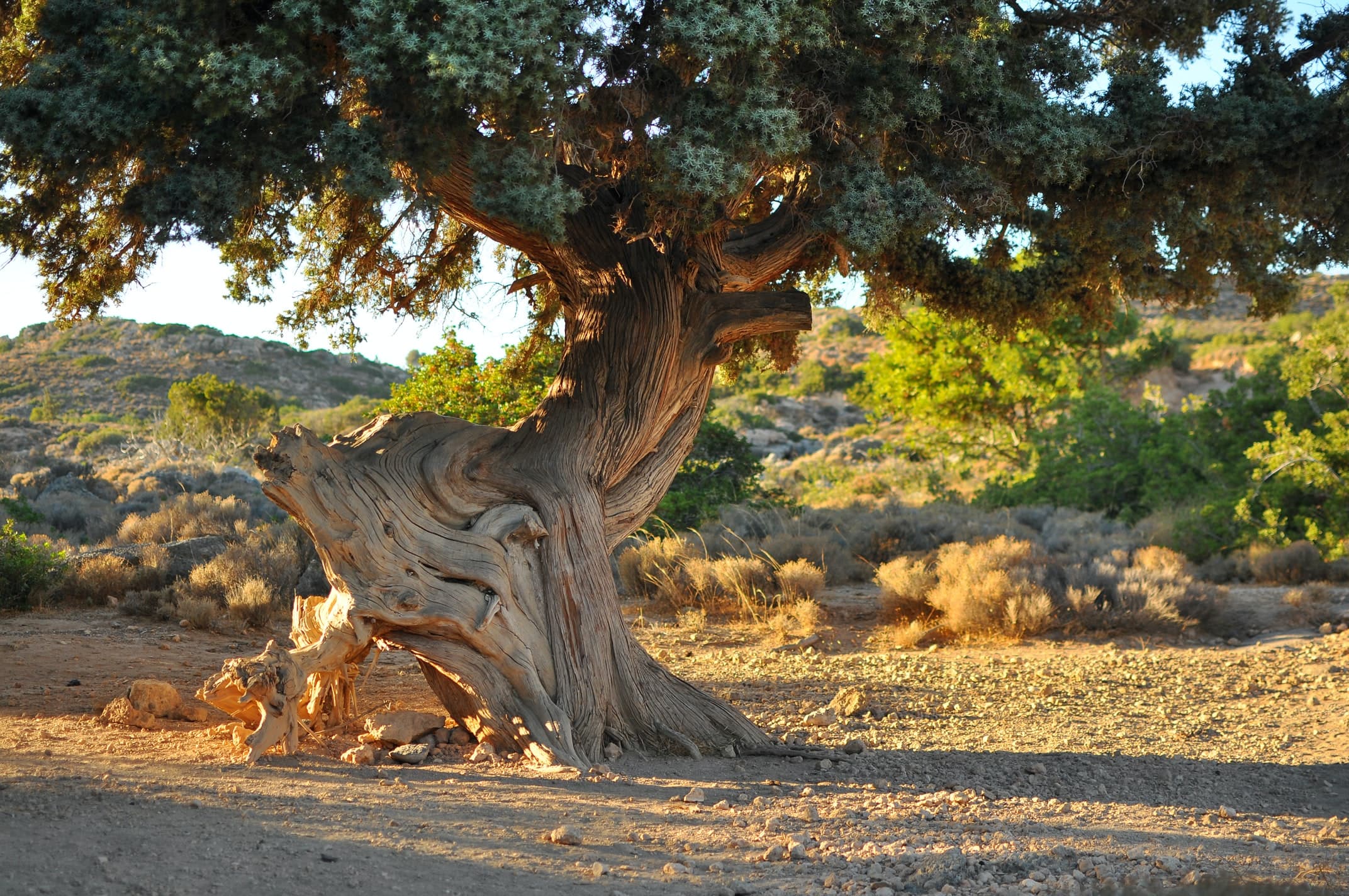 Tree: efficient traversal with parent pointer